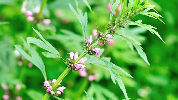 麻油萝卜是哪里的菜系，你知道吗